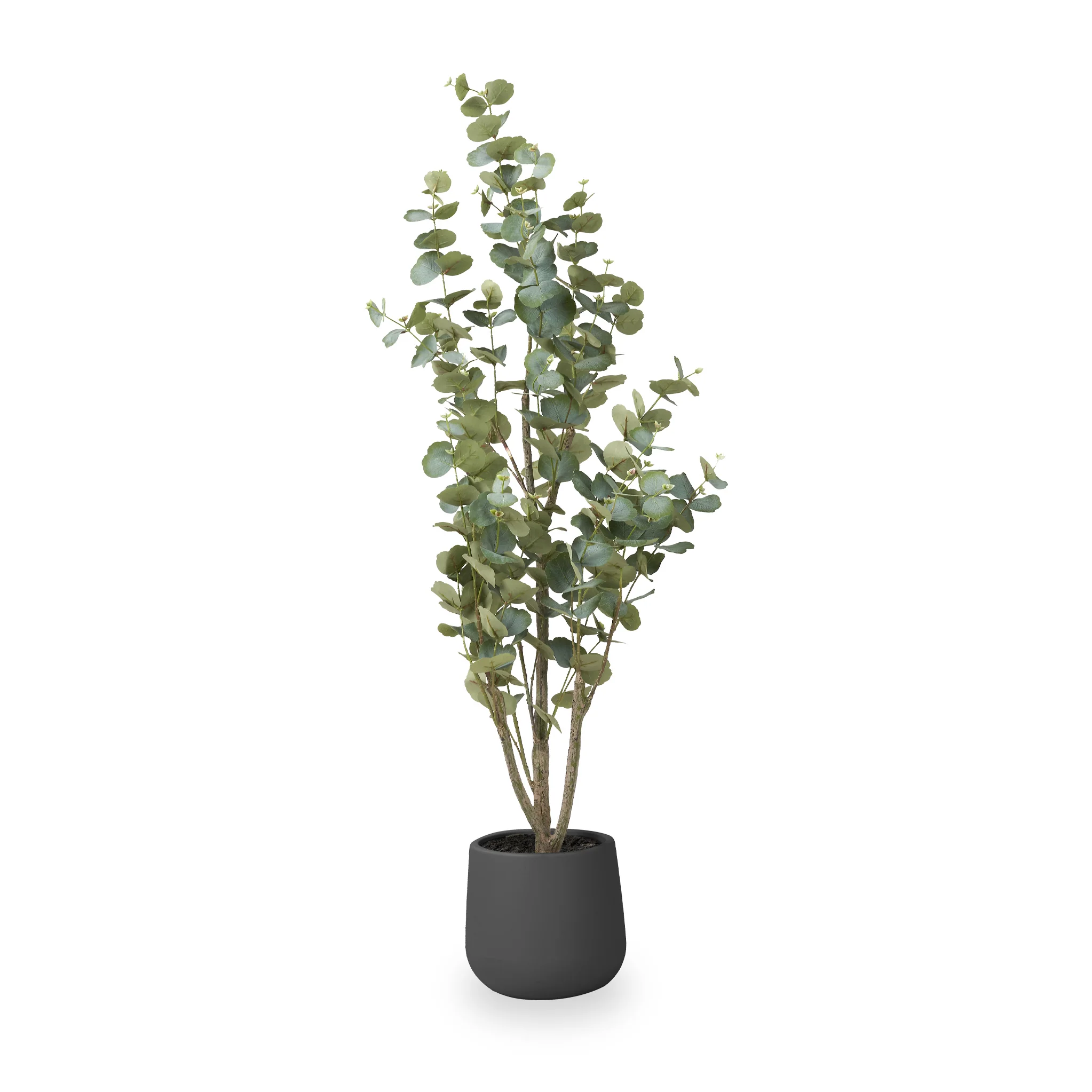 Eucalyptus Tree in Pot