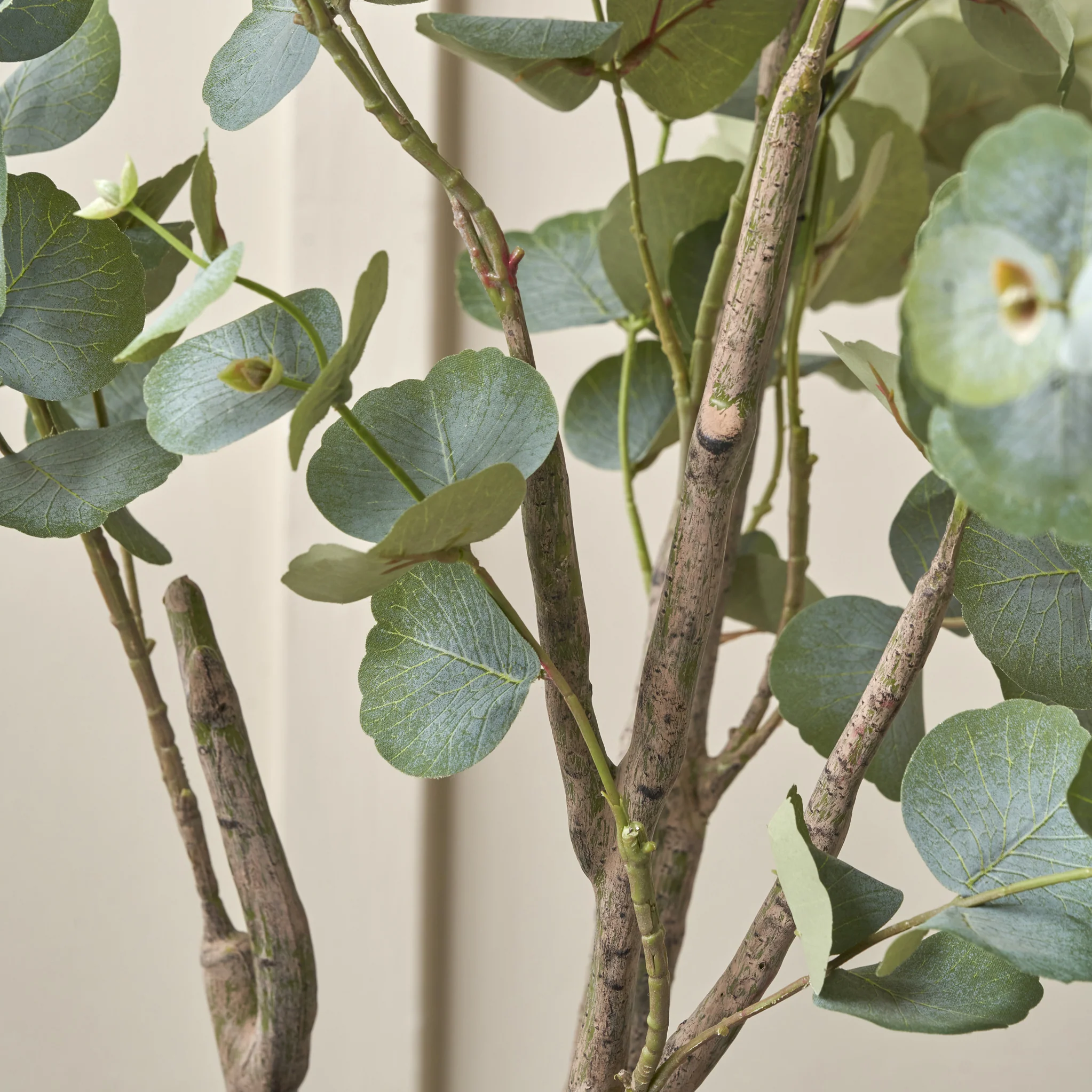 Eucalyptus Tree in Pot - Image 13
