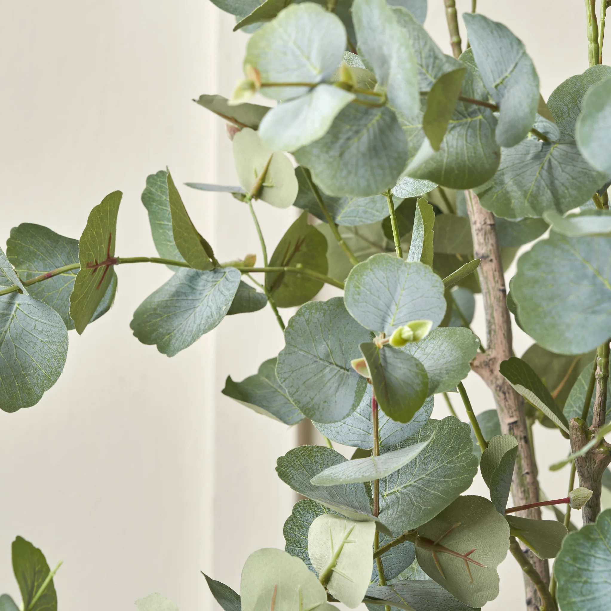 Eucalyptus Tree in Pot - Image 14