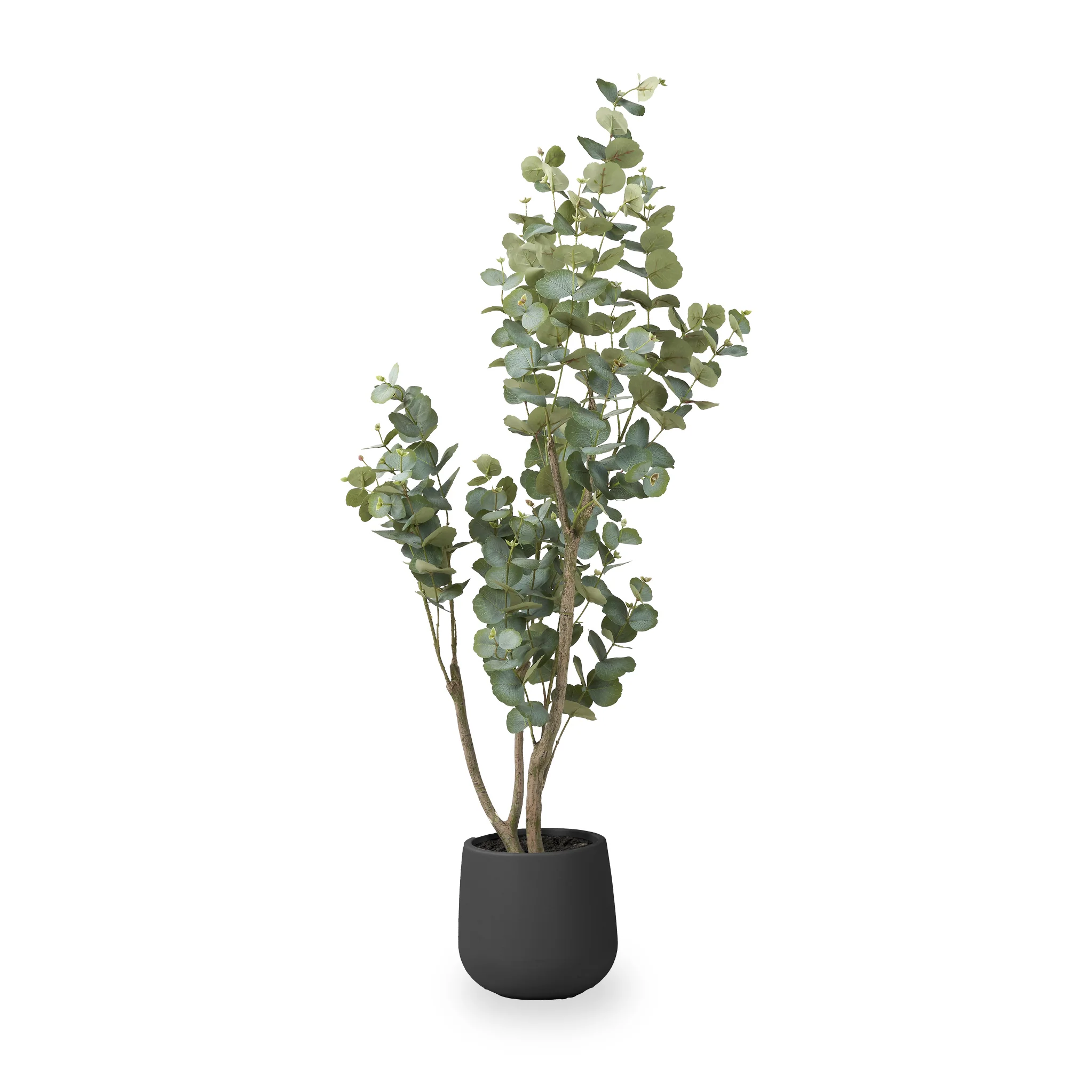 Eucalyptus Tree in Pot - Image 3