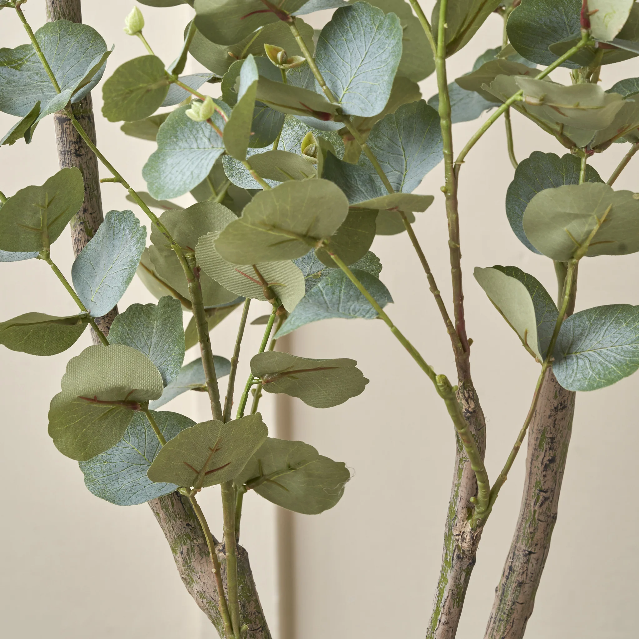Eucalyptus Tree in Pot - Image 6