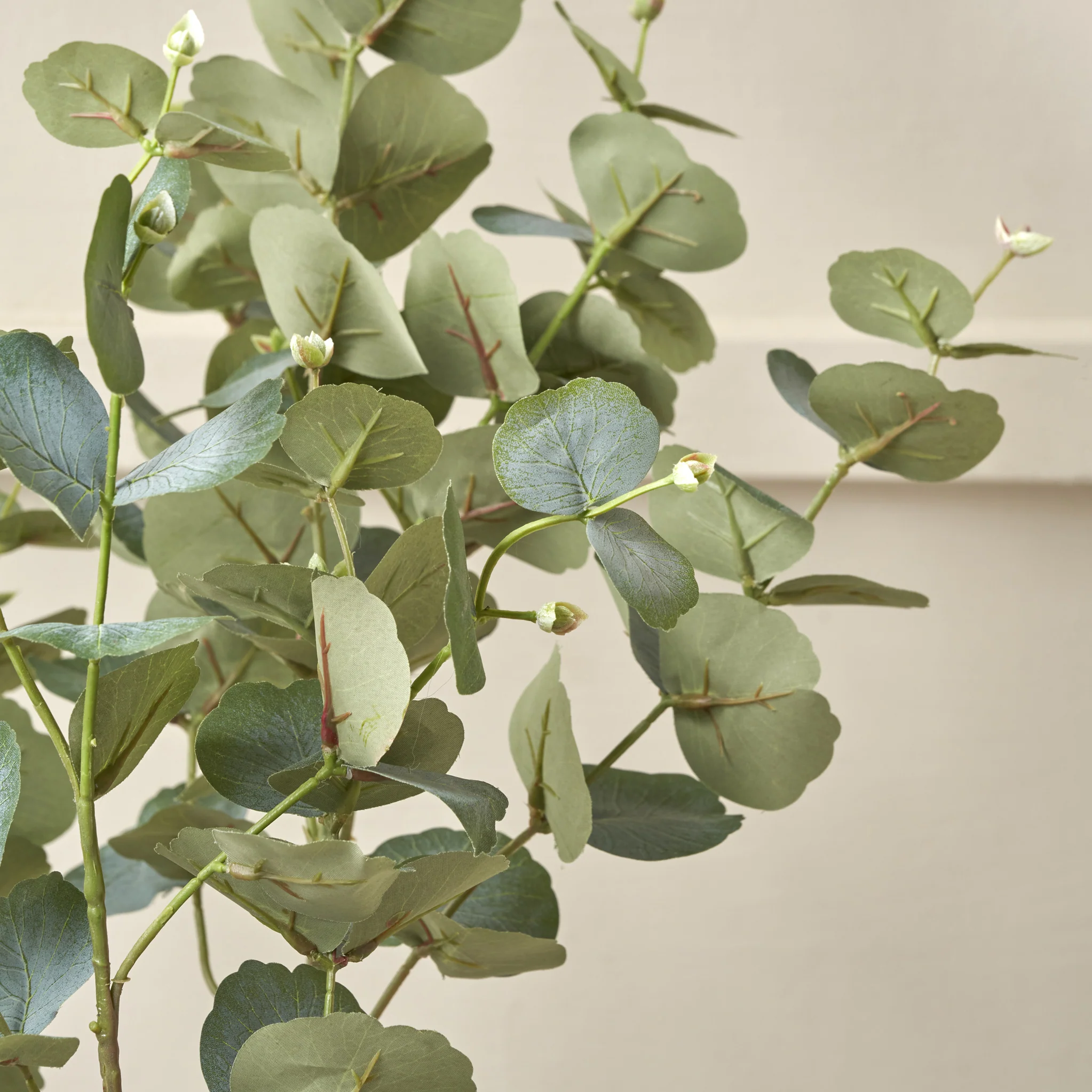 Eucalyptus Tree in Pot - Image 8