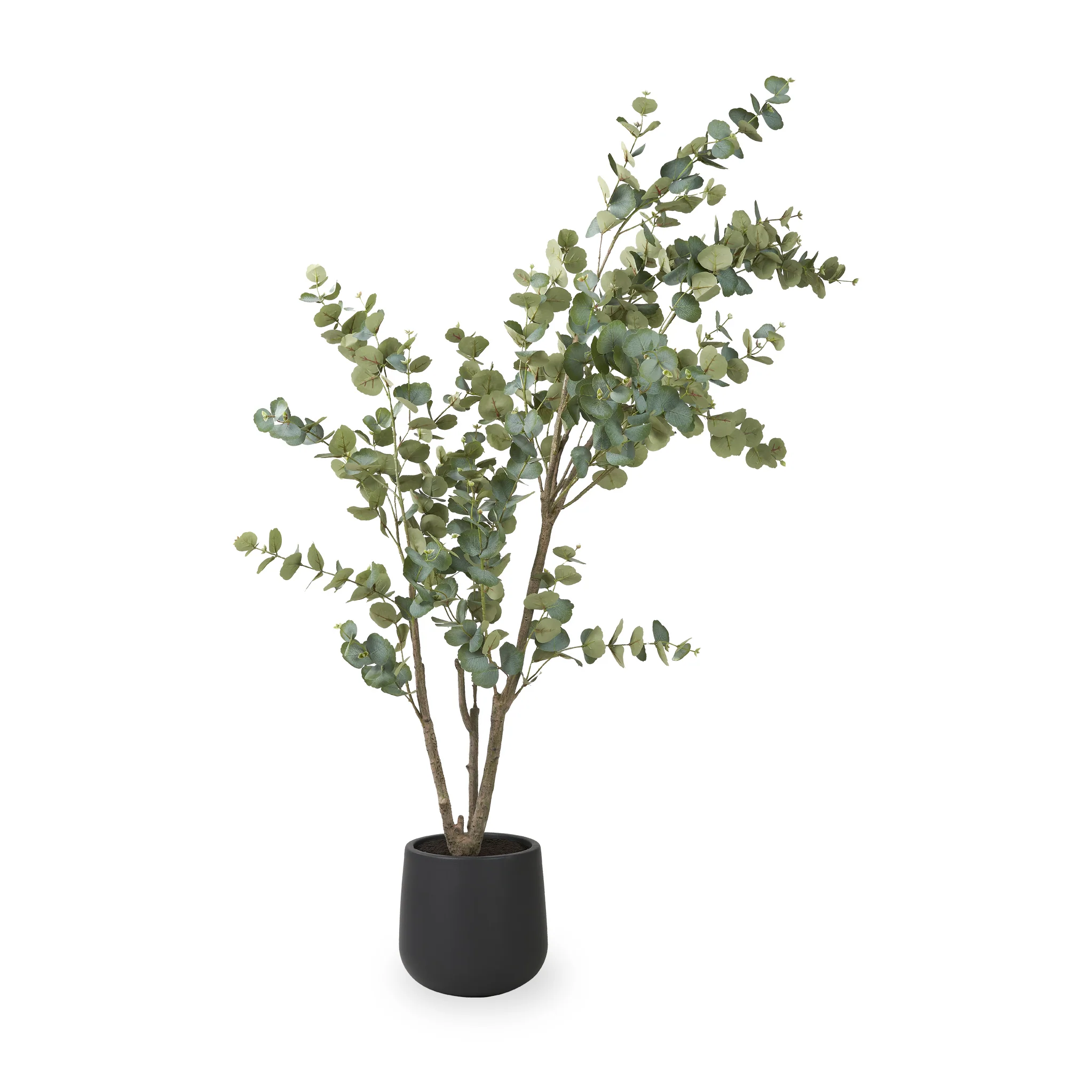 Eucalyptus Tree in Pot - Image 9